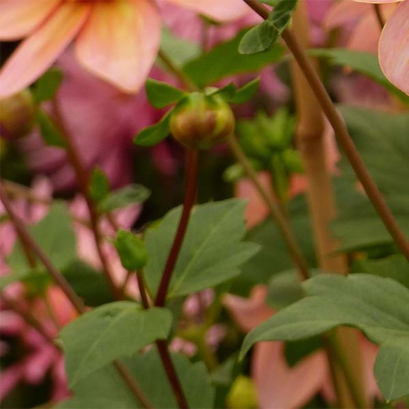 Dahlia Totally Tangerine (Foliage)