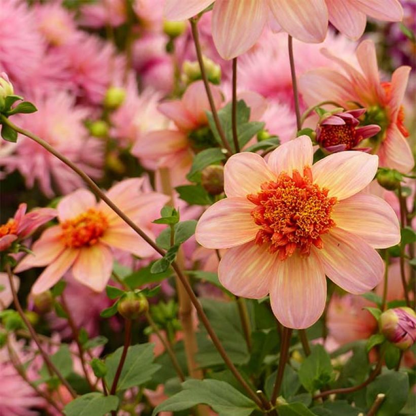 Dahlia Totally Tangerine (Flowering)