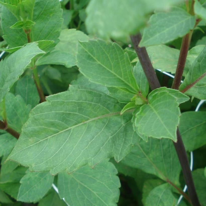 Dahlia Apricot Desire (Foliage)