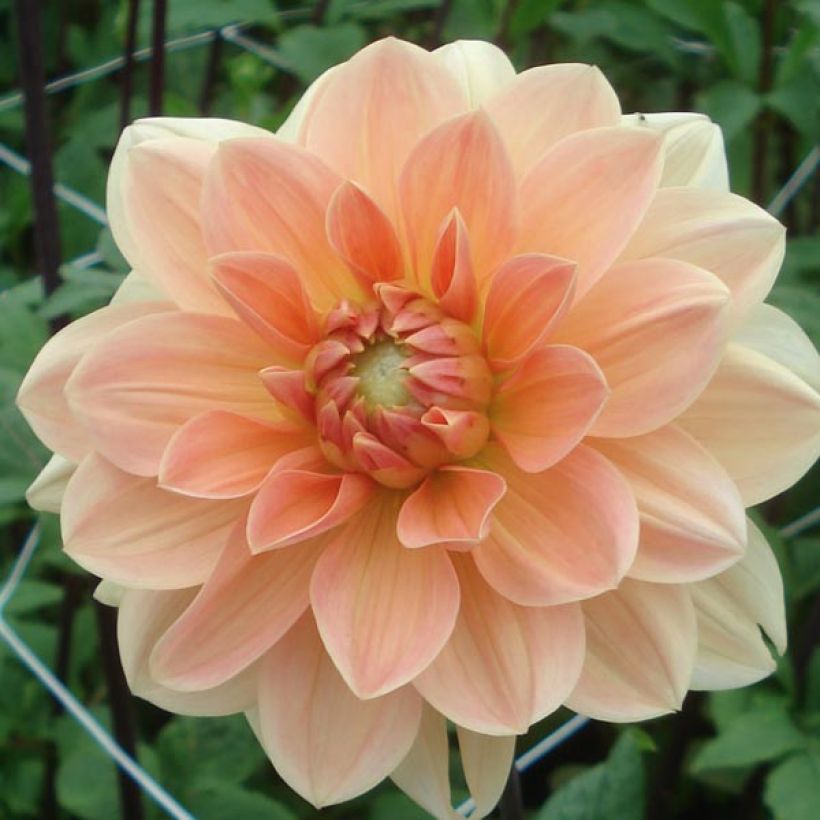 Dahlia Apricot Desire (Flowering)