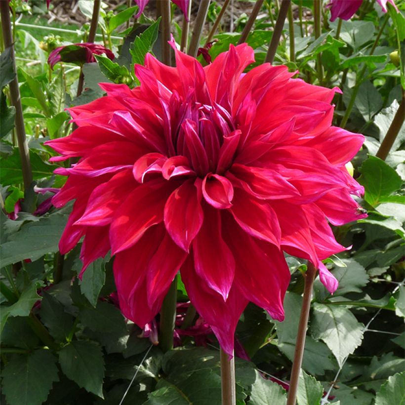 Dahlia Babyloon Pourpre (Flowering)