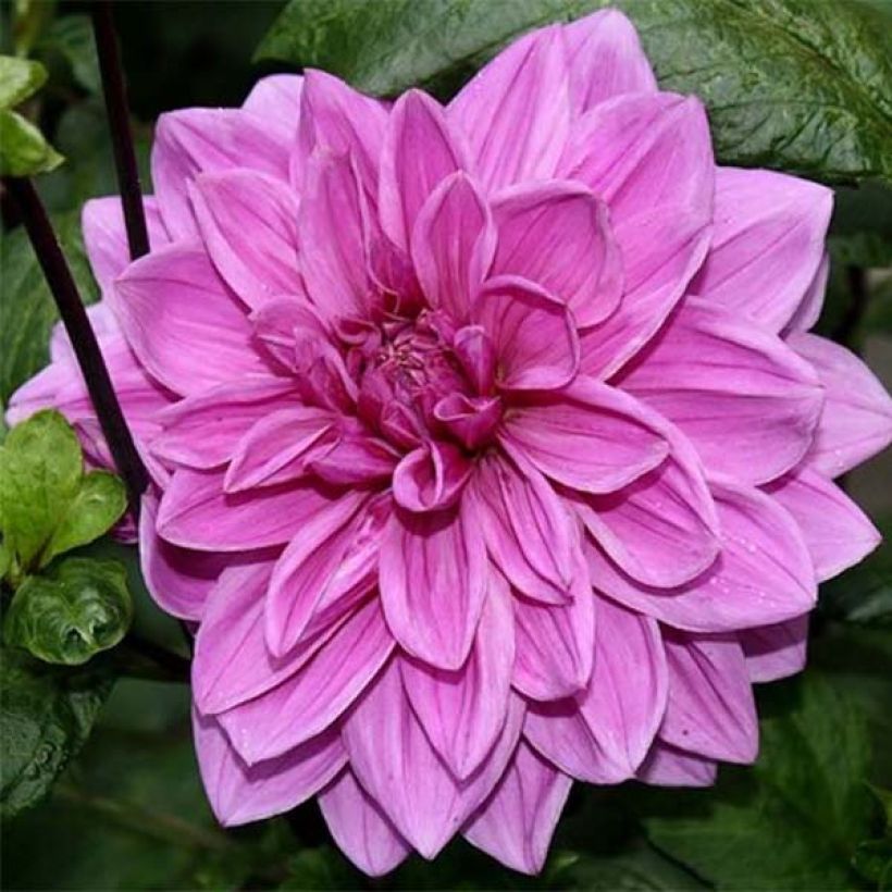 Dahlia Babylon Rose (Flowering)