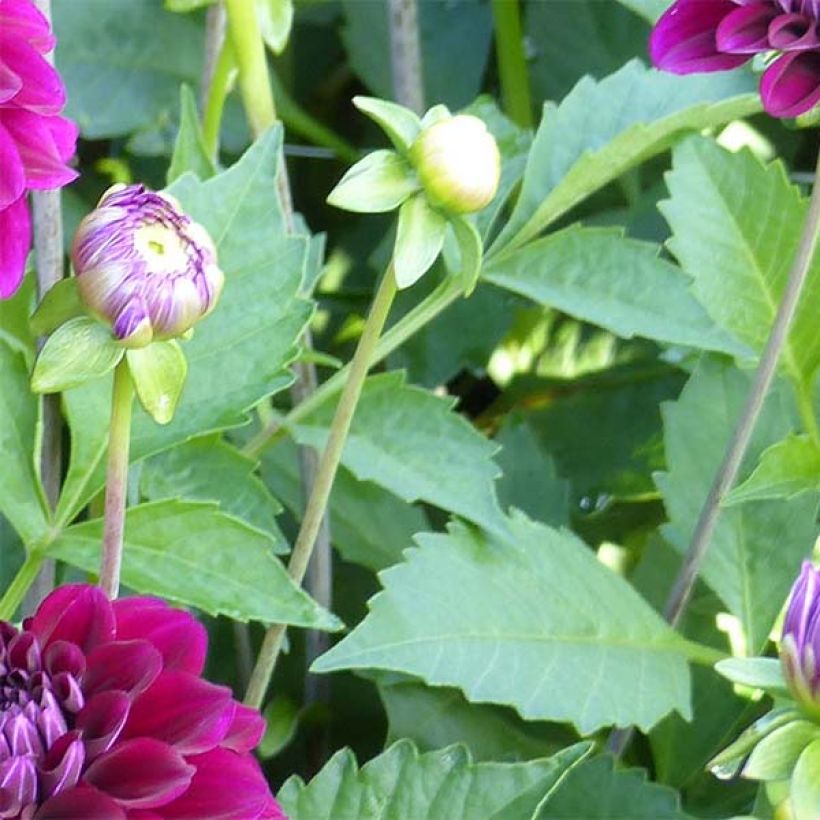 Dahlia Duke Duweno (Foliage)