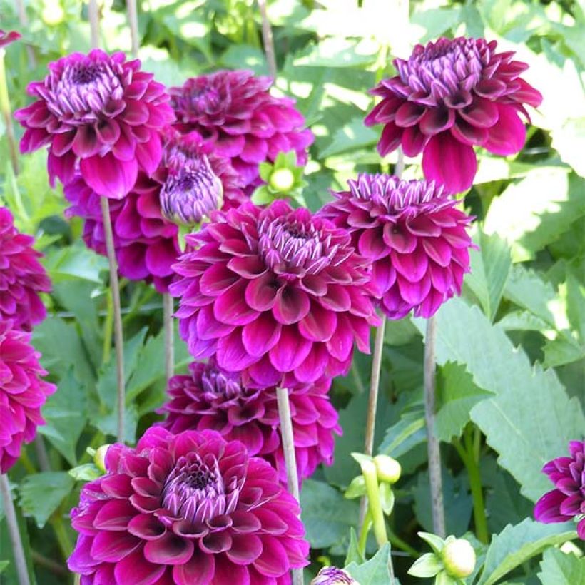 Dahlia Duke Duweno (Flowering)