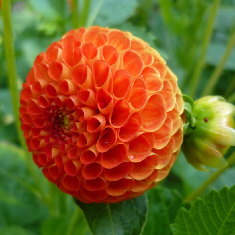 Dahlia Bantling (Flowering)