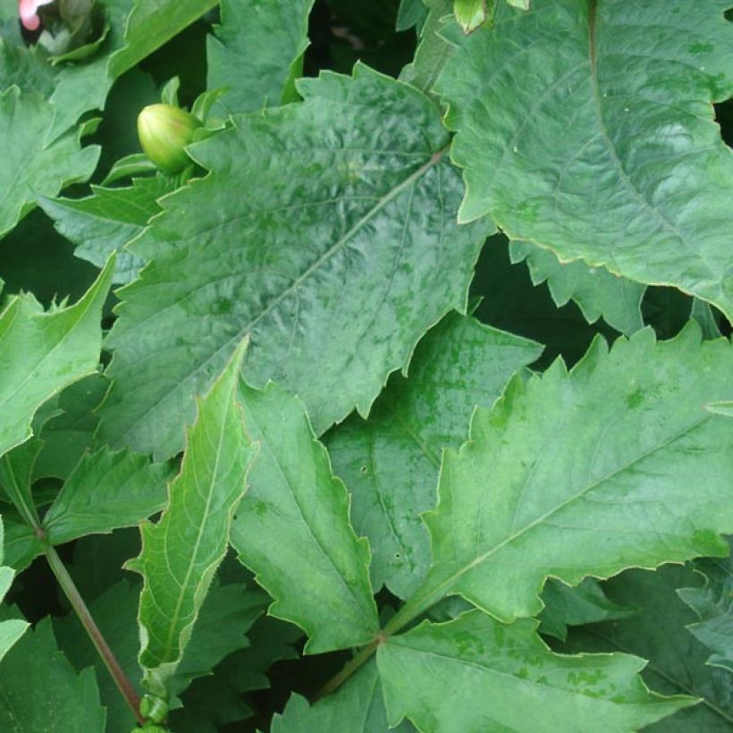 Dahlia Berliner Kleene (Foliage)