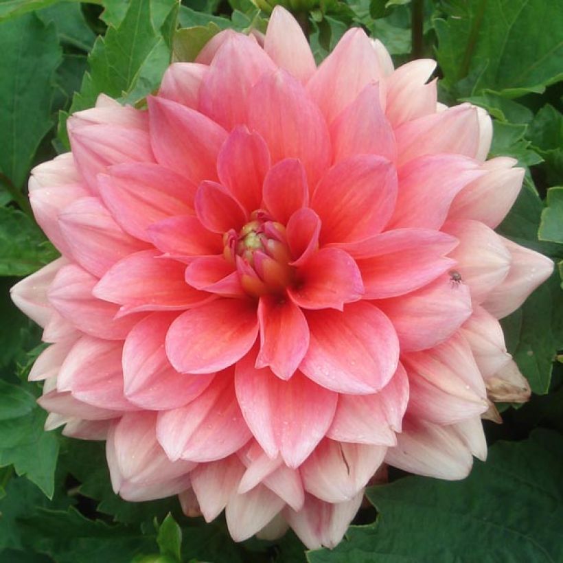 Dahlia Berliner Kleene (Flowering)