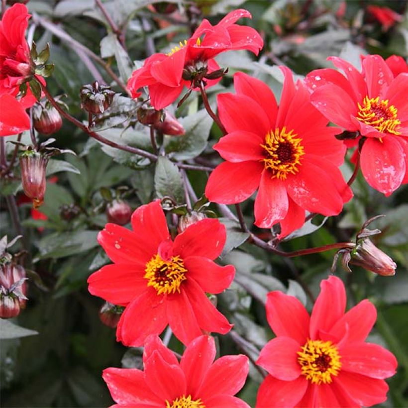 Dahlia Bishop of Lancaster (Flowering)