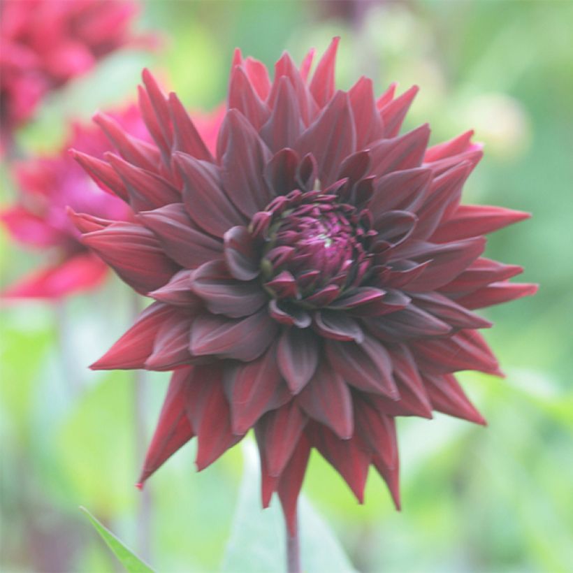 Dahlia Black Wizzard (Flowering)