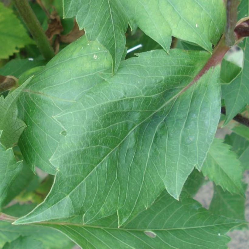 Dahlia Blue Bell (Foliage)