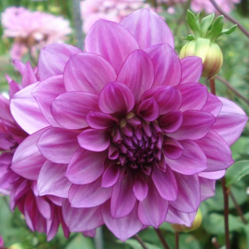 Dahlia Blue Bell (Flowering)