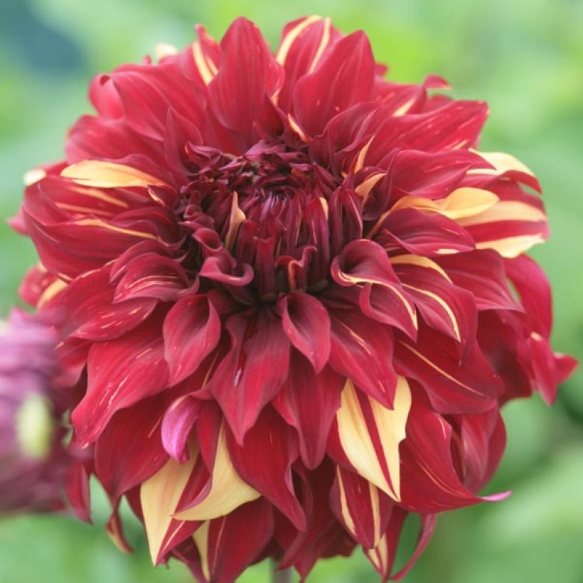 Dahlia Bohemian Spartacus (Flowering)