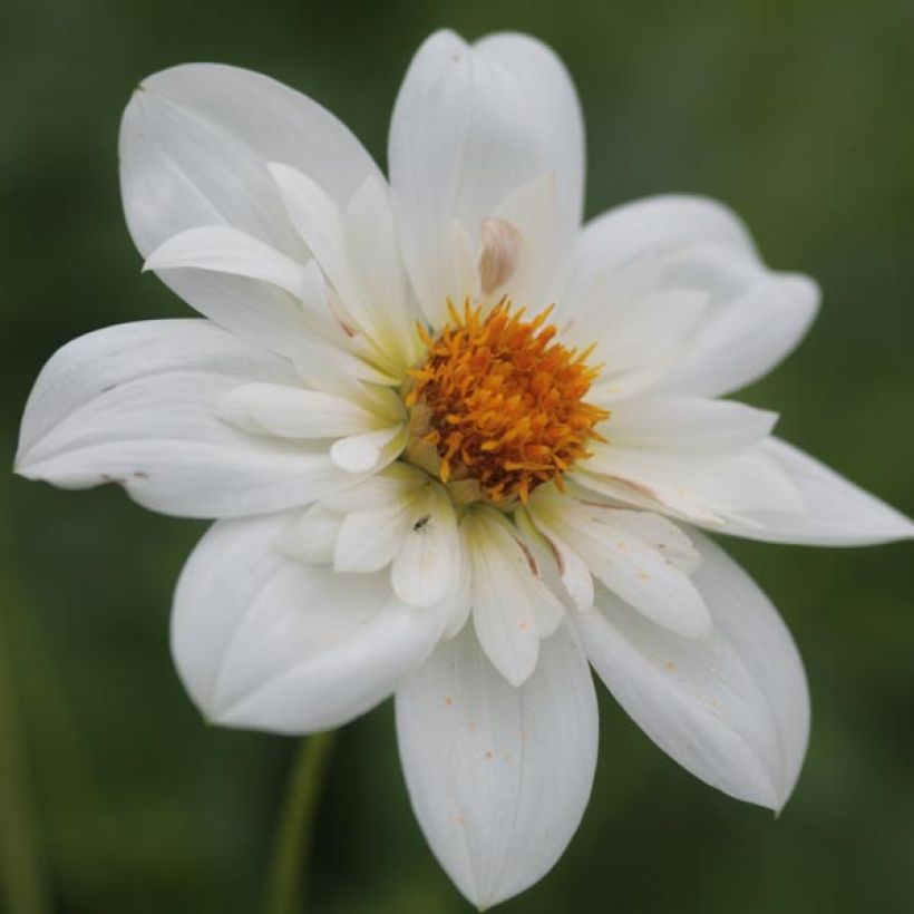 Dahlia Bride's Bouquet (Flowering)