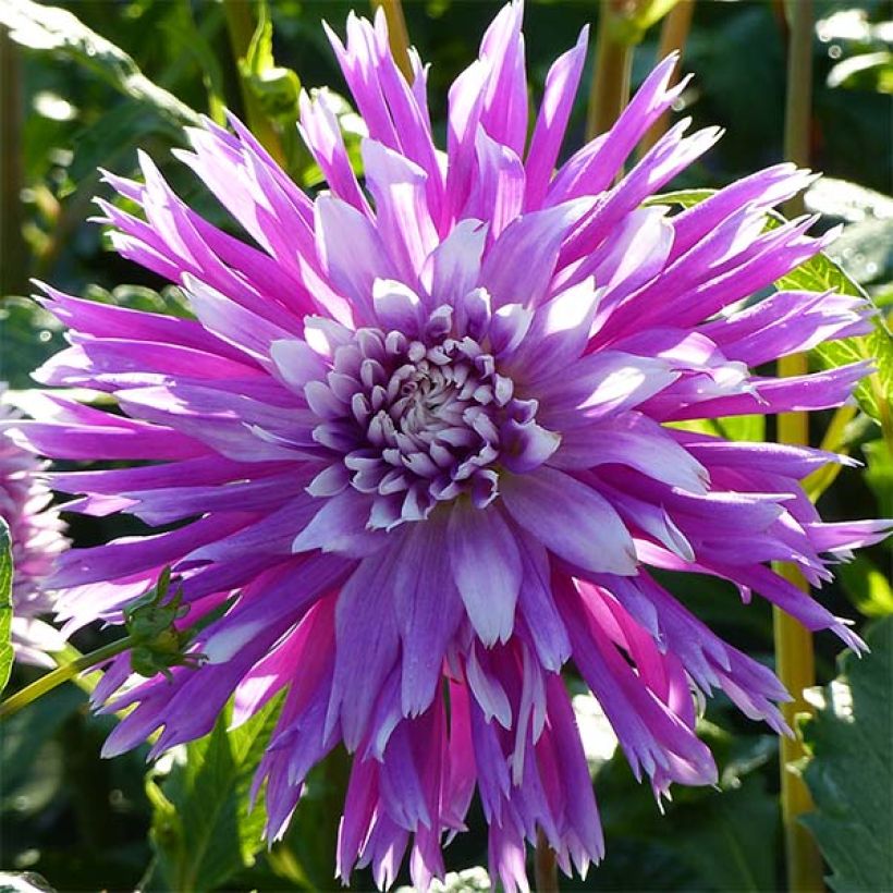 Dahlia Table Dancer (Flowering)