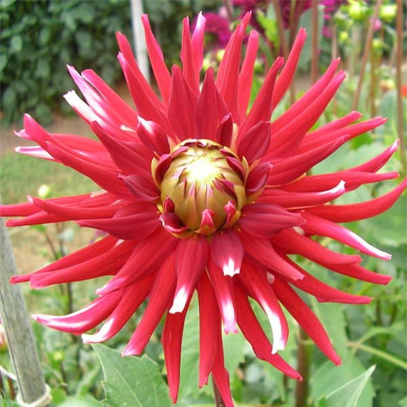 Dahlia Friguolet (Flowering)