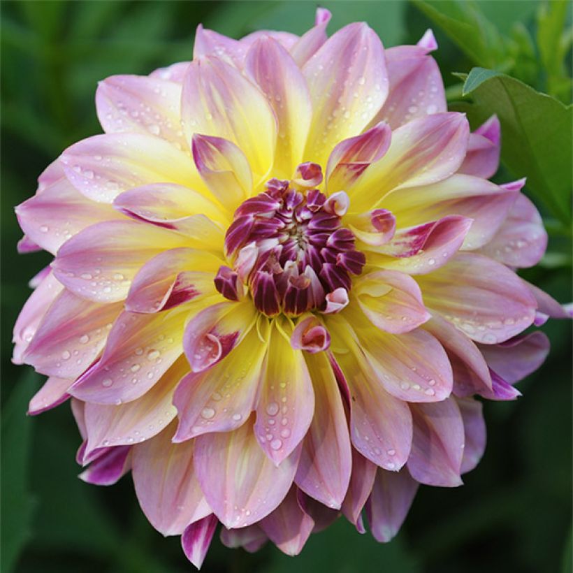 Dahlia Caribbean Fantasy (Flowering)