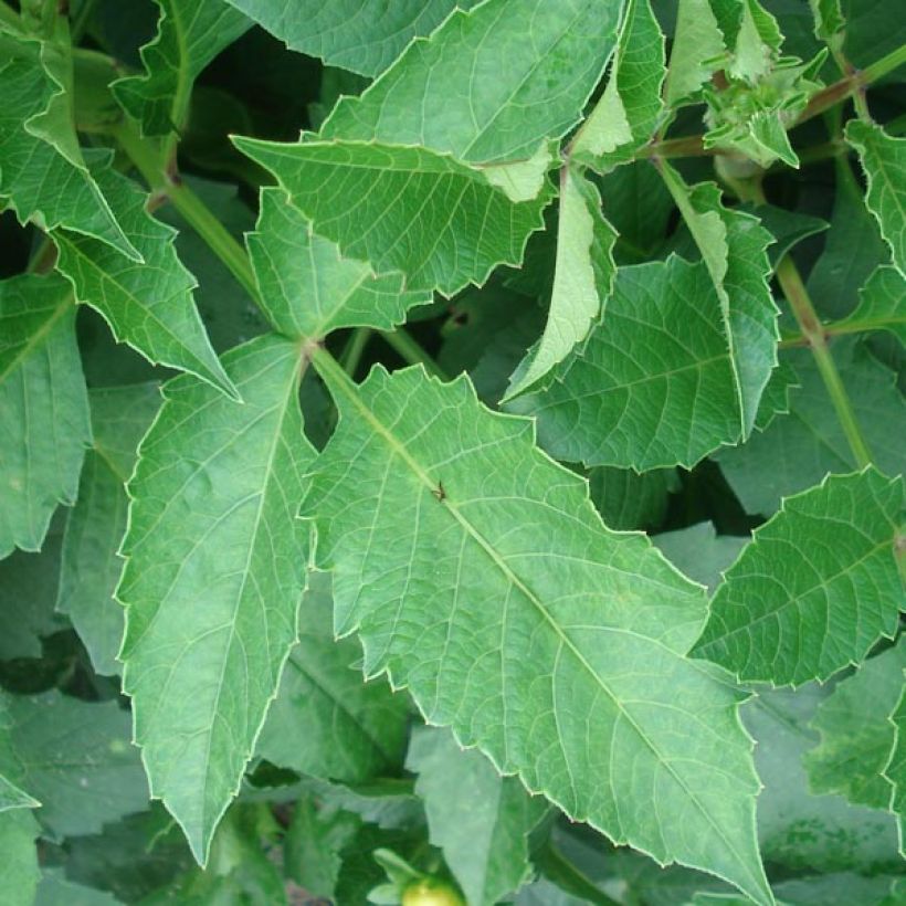 Dahlia Claudette (Foliage)