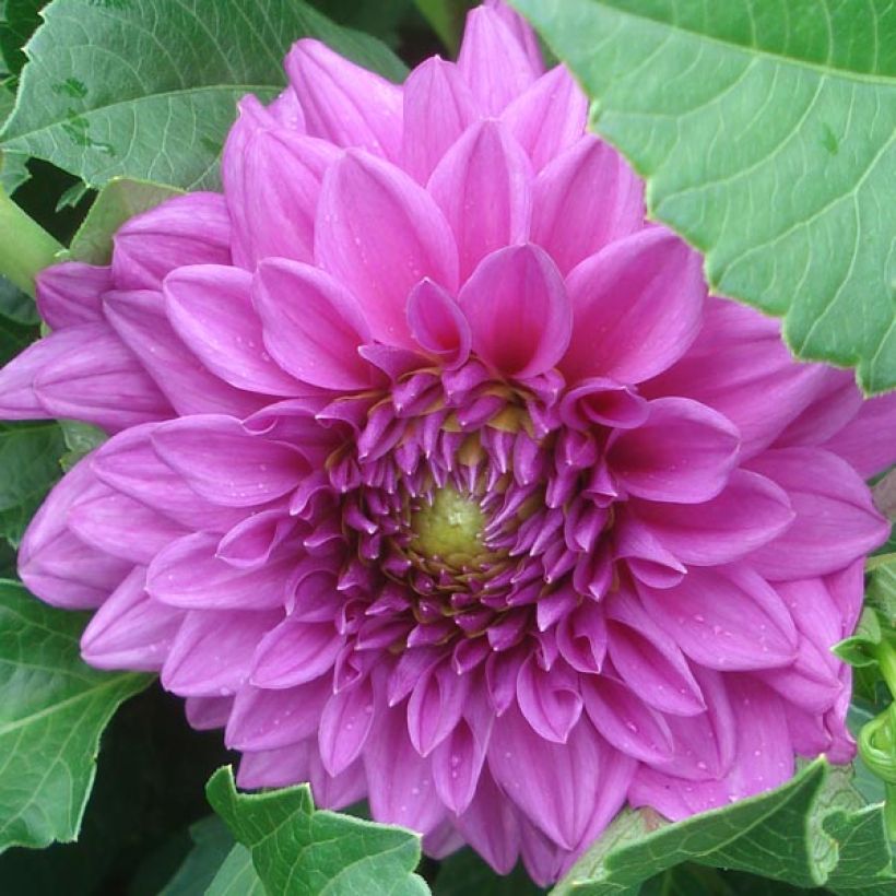 Dahlia Claudette (Flowering)