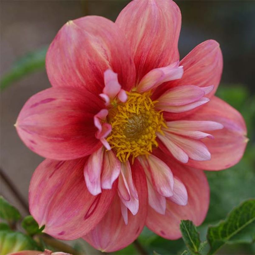 Dahlia Giggles (Flowering)