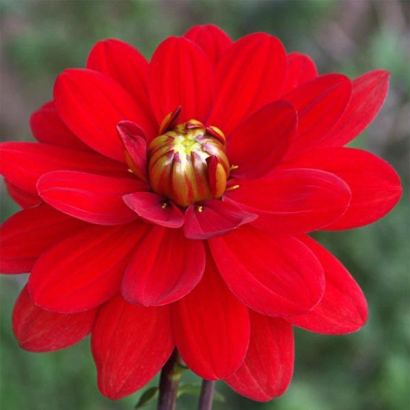 Dahlia Contessa (Flowering)
