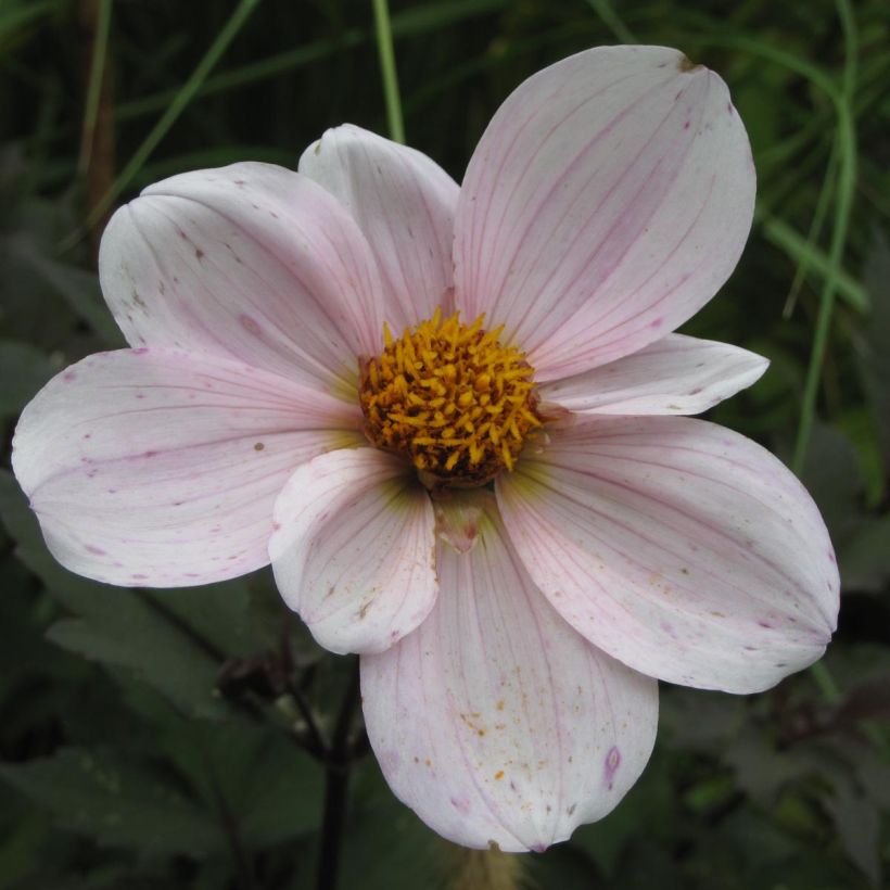 Dahlia Cory (Flowering)