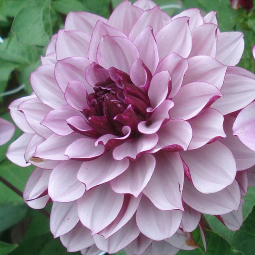 Dahlia Creme de Cassis (Flowering)