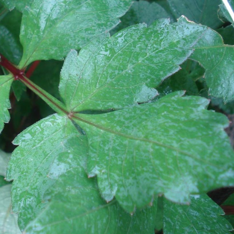 Dahlia Daisy Duke (Foliage)