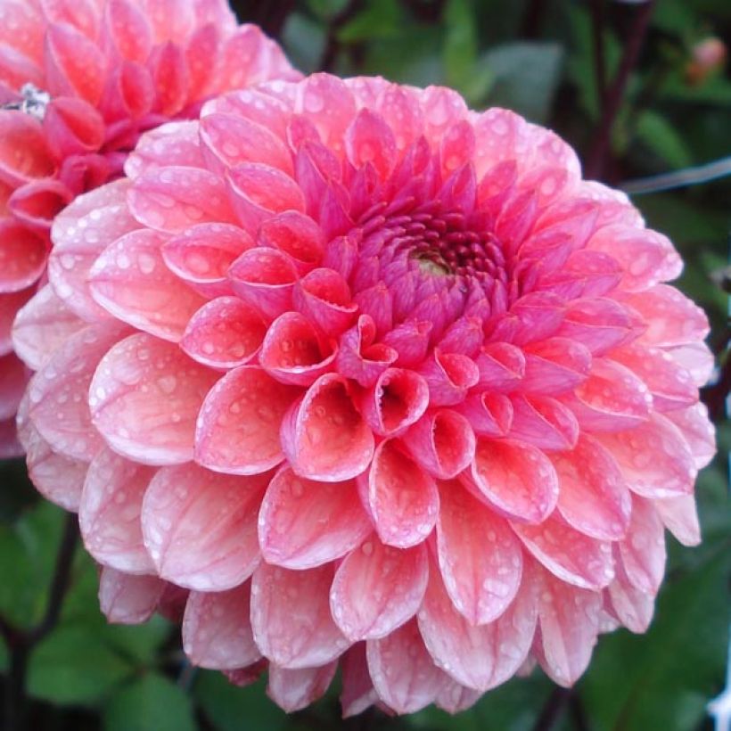 Dahlia Daisy Duke (Flowering)
