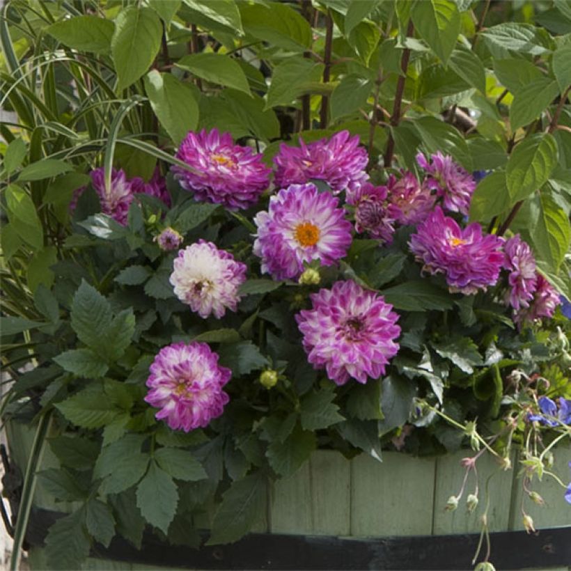 Dahlia Dalina Maxi Bonita (Flowering)