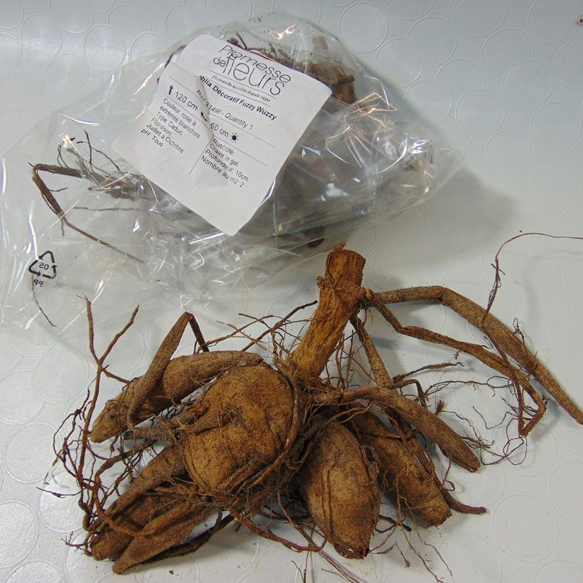 Example of Dahlia Fuzzy Wuzzy specimen as delivered