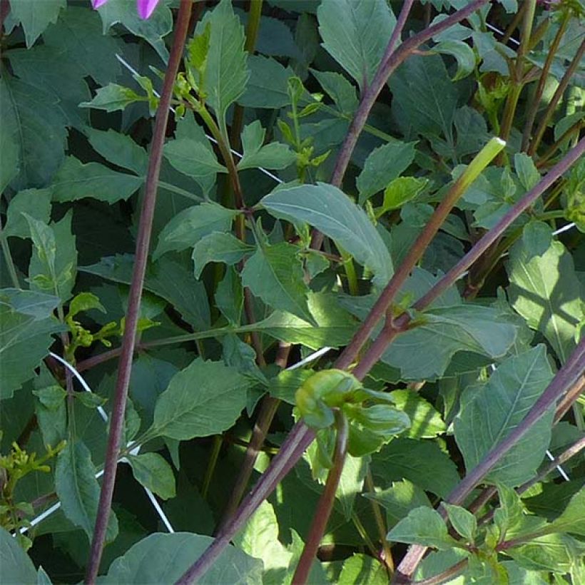 Dahlia Gerbera (Foliage)