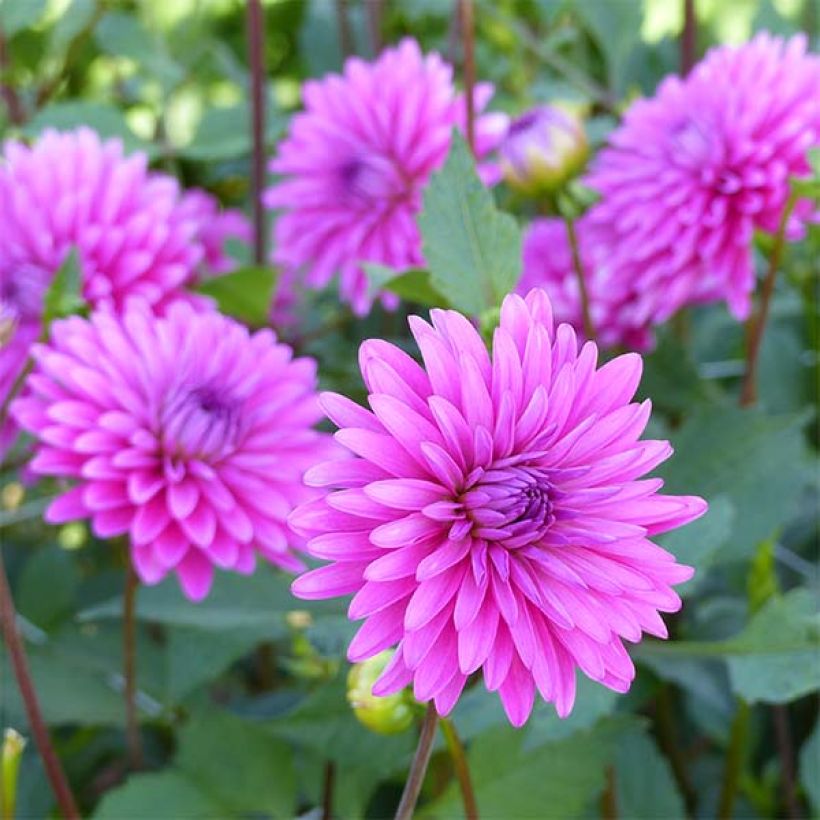 Dahlia Gerbera (Flowering)