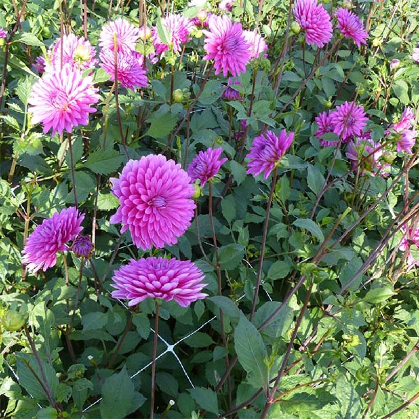 Dahlia Gerbera (Plant habit)