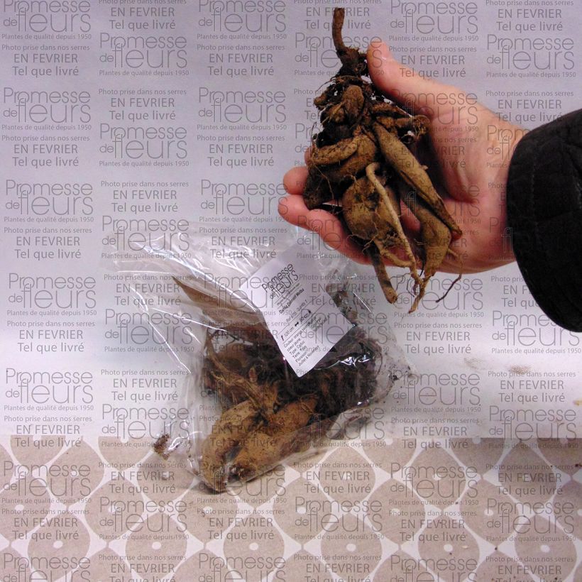 Example of Dahlia Melba specimen as delivered