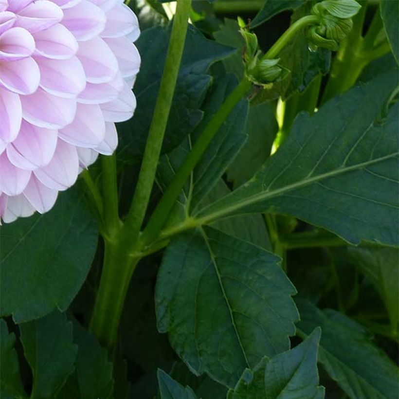 Dahlia Pink Silk (Foliage)