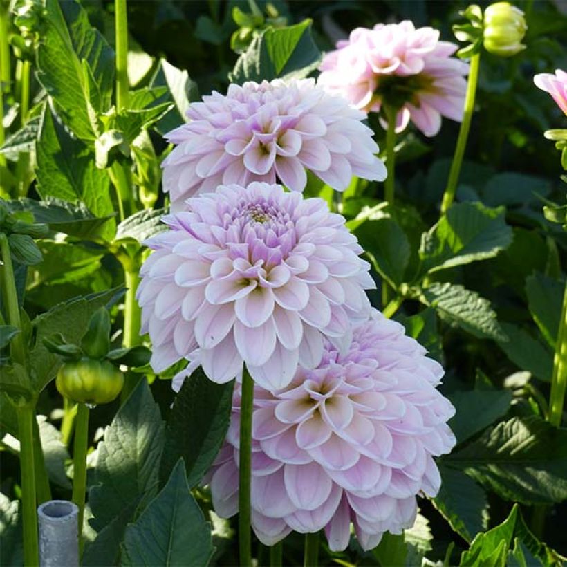 Dahlia Pink Silk (Flowering)