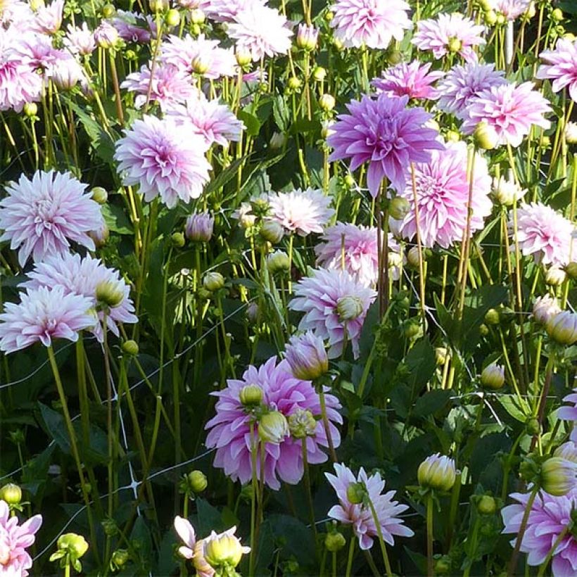 Dahlia Sweet Tiamo (Flowering)