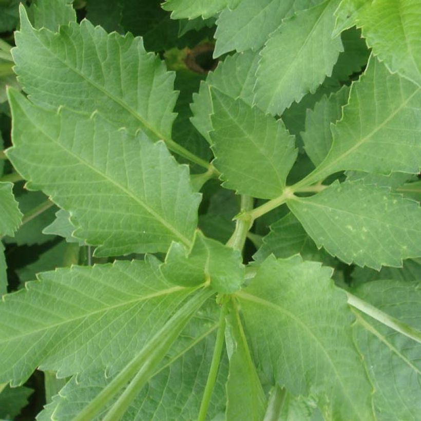 Dahlia Deep Impact (Foliage)