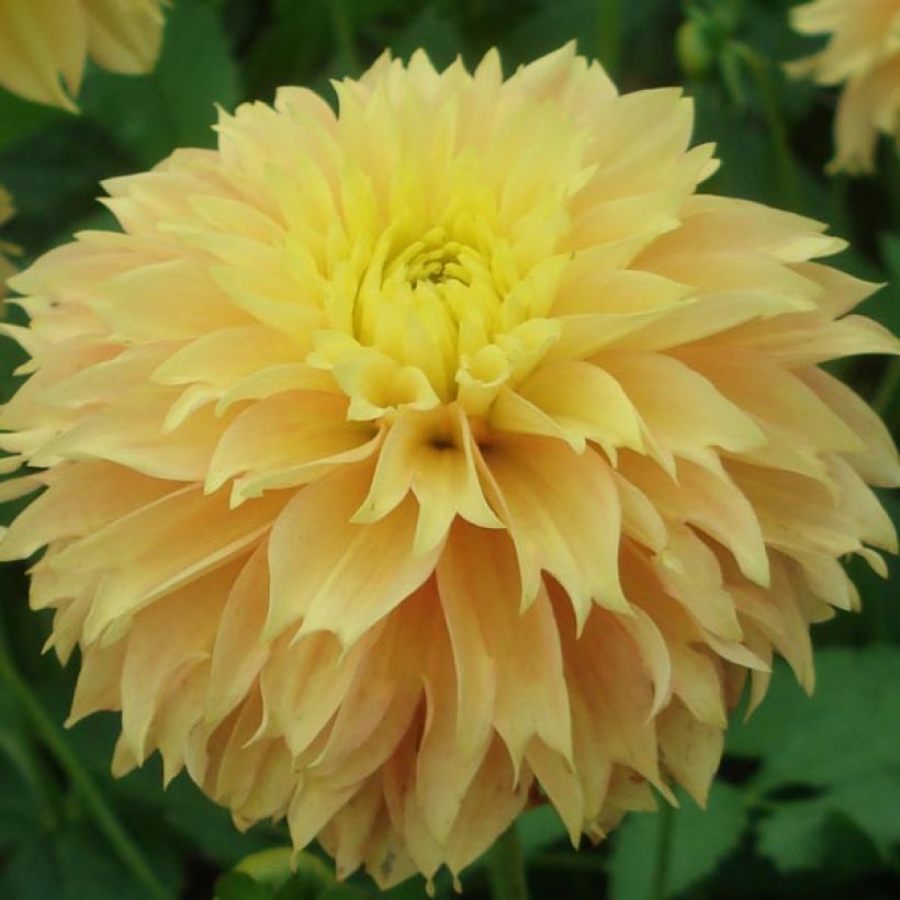 Dahlia Deep Impact (Flowering)