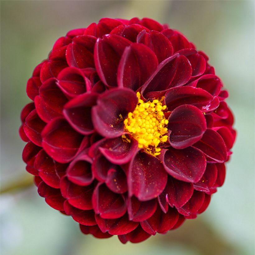 Dahlia Downham Royal (Flowering)