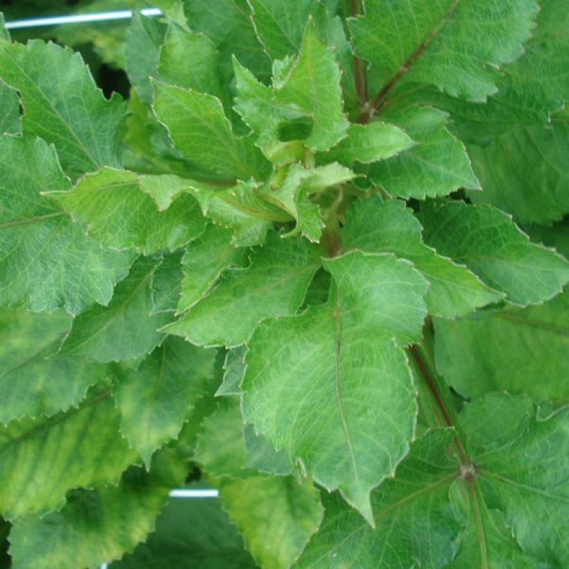 Dahlia Encore (Foliage)