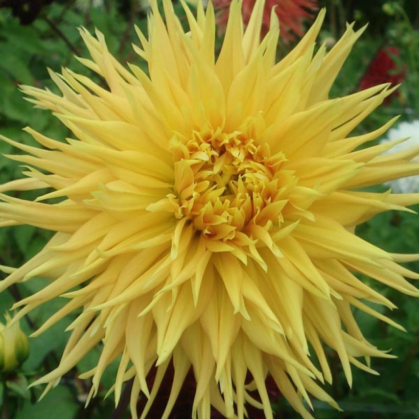 Dahlia Encore (Flowering)