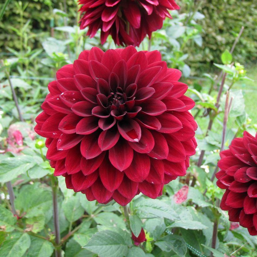 Dahlia Faro (Flowering)