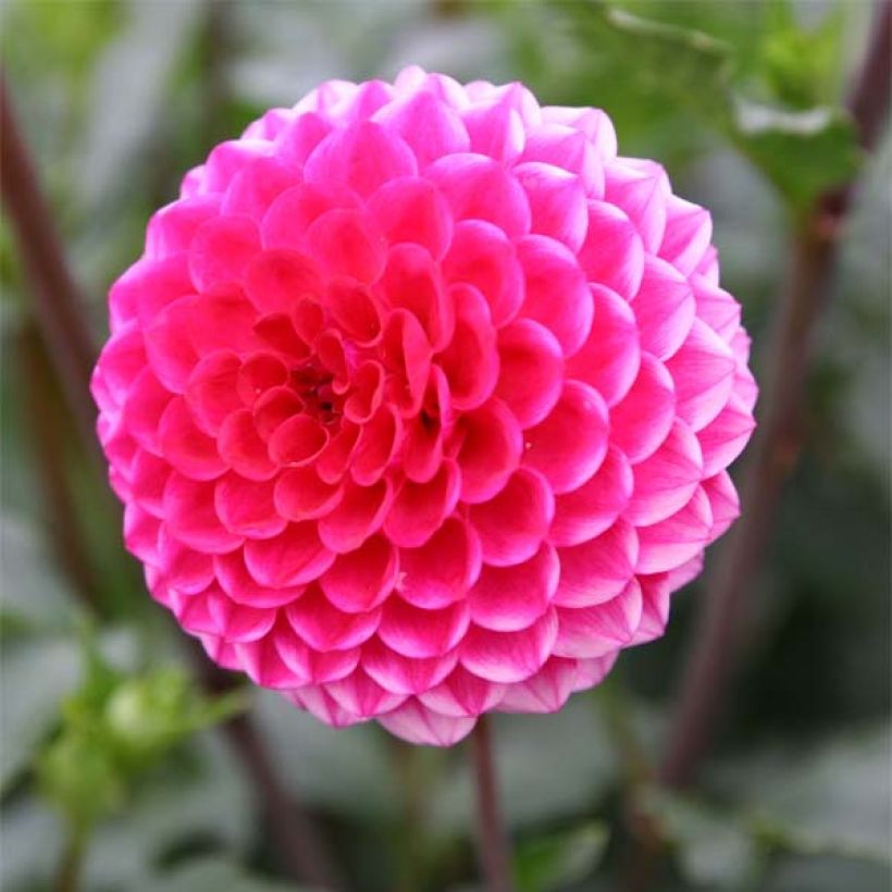 Dahlia Fatima (Flowering)