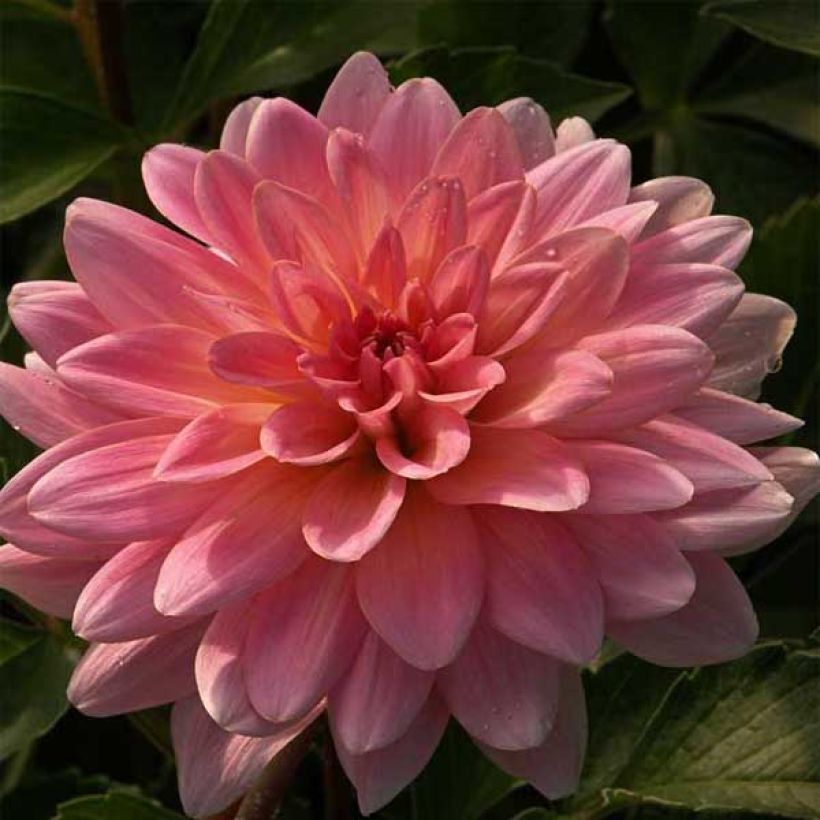 Dahlia Gerrie Hoek (Flowering)