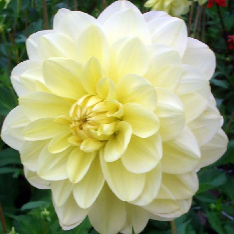 Dahlia Glory of Heemstede (Flowering)