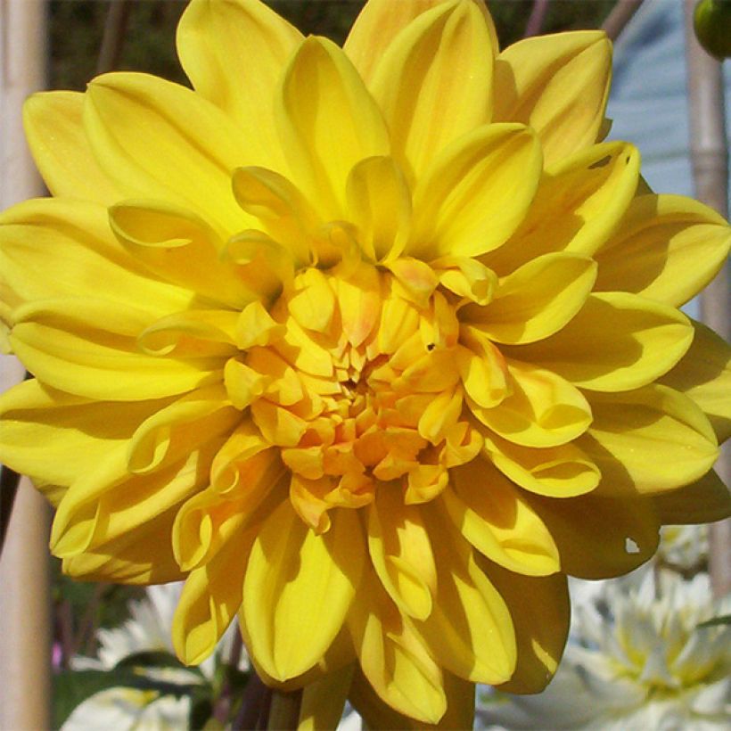 Dahlia Golden Emblem (Flowering)