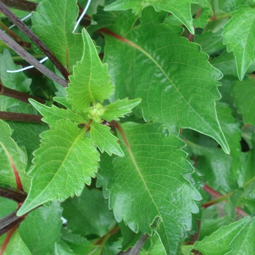 Dahlia Graaf Floris (Foliage)