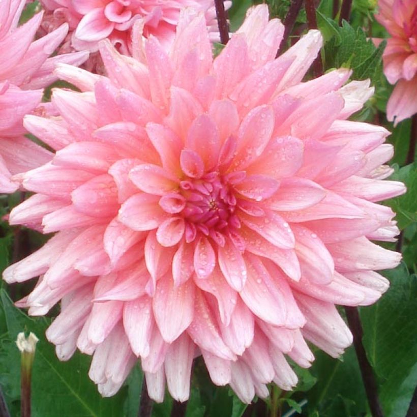 Dahlia Graaf Floris (Flowering)
