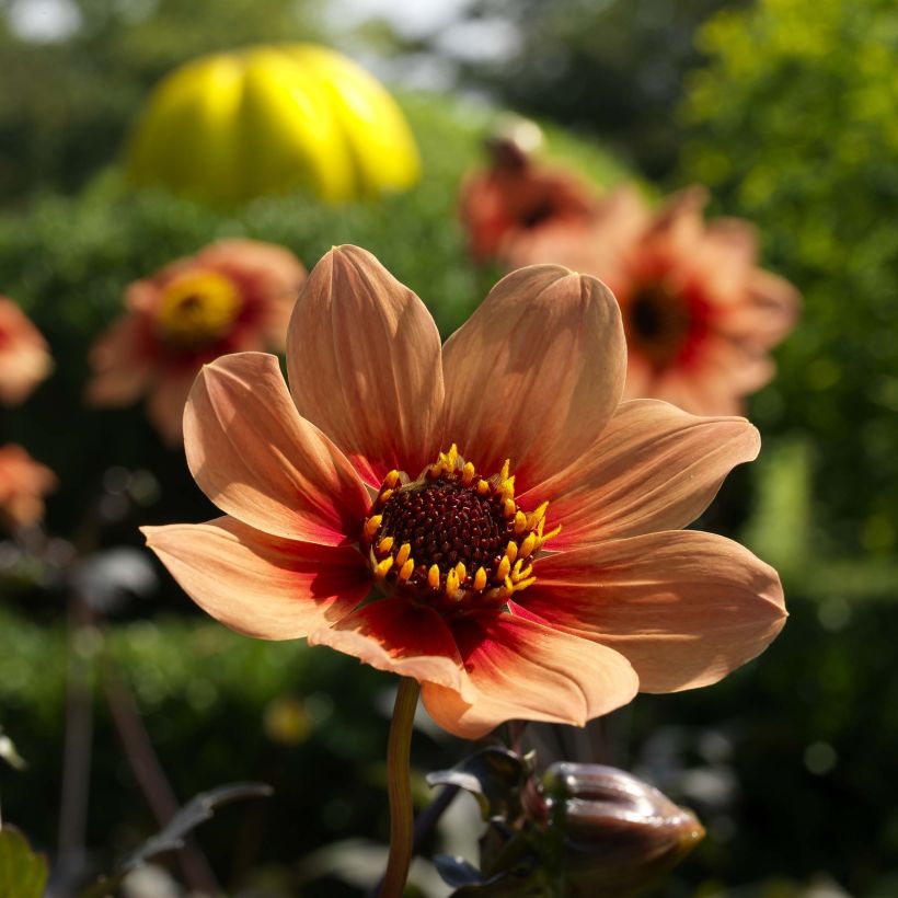 Dahlia Happy Single Date (Flowering)